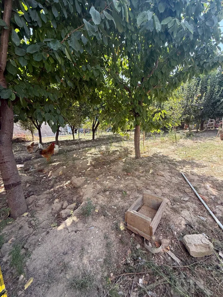 Tashkent Region