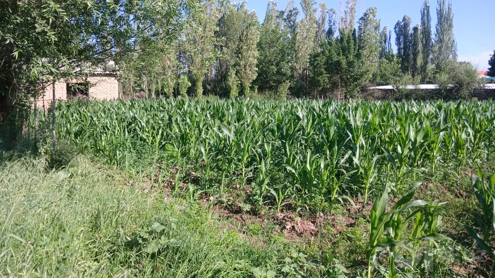 Tashkent Region