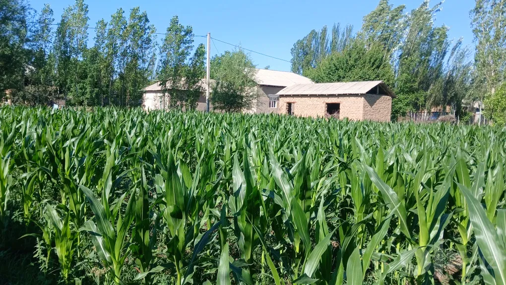 Tashkent Region