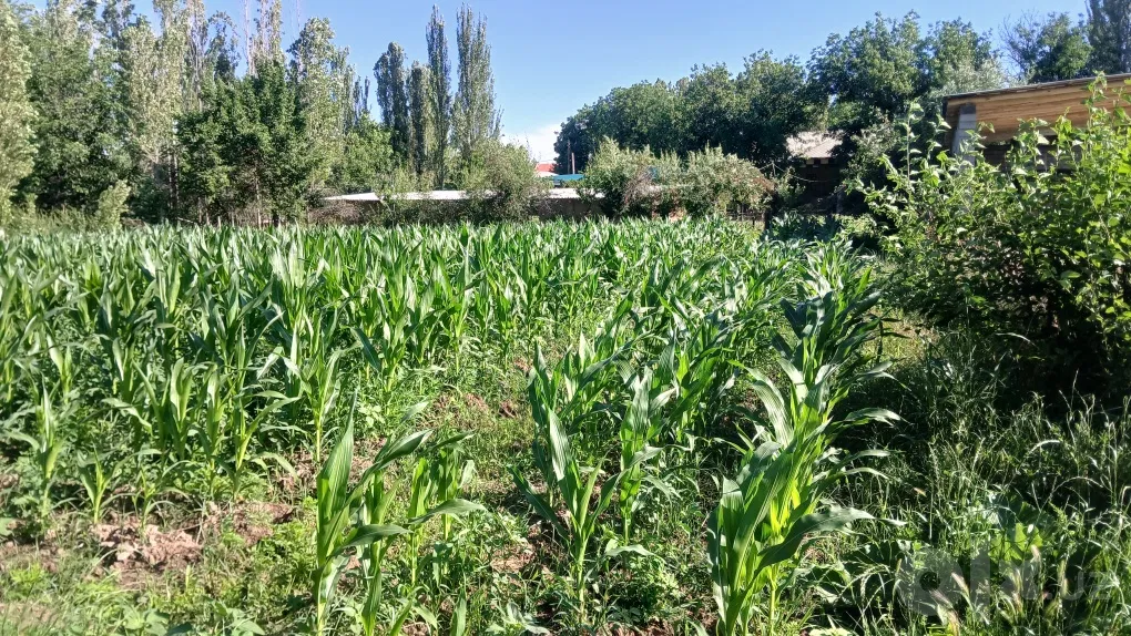 Tashkent Region