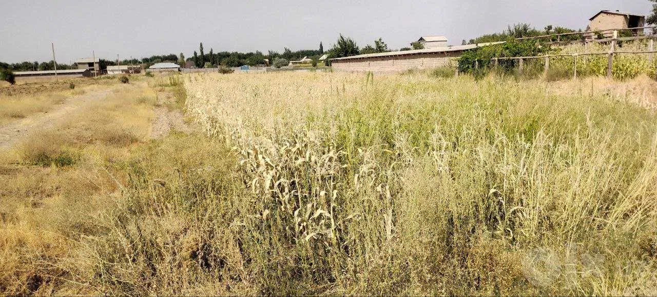 Tashkent Region