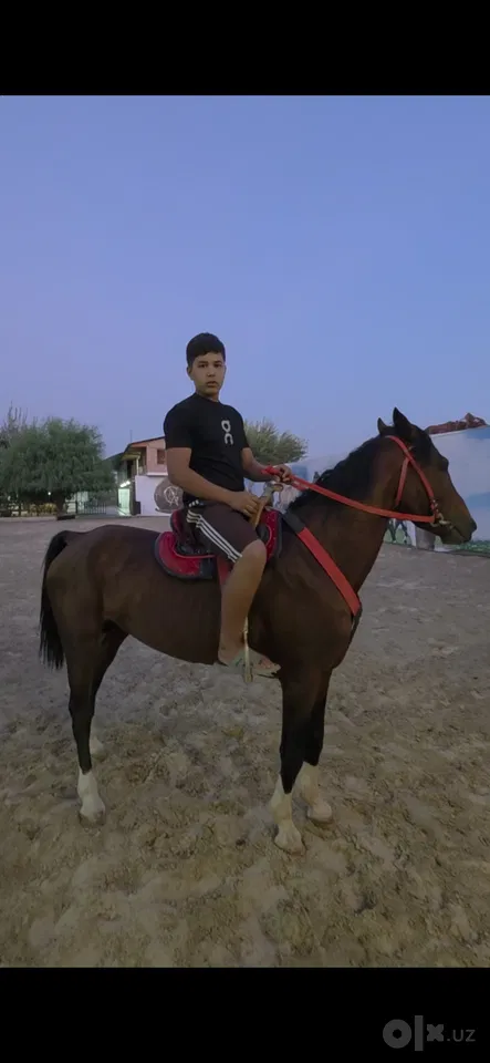Tashkent Region