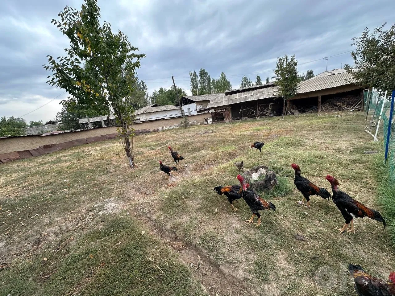 Tashkent Region