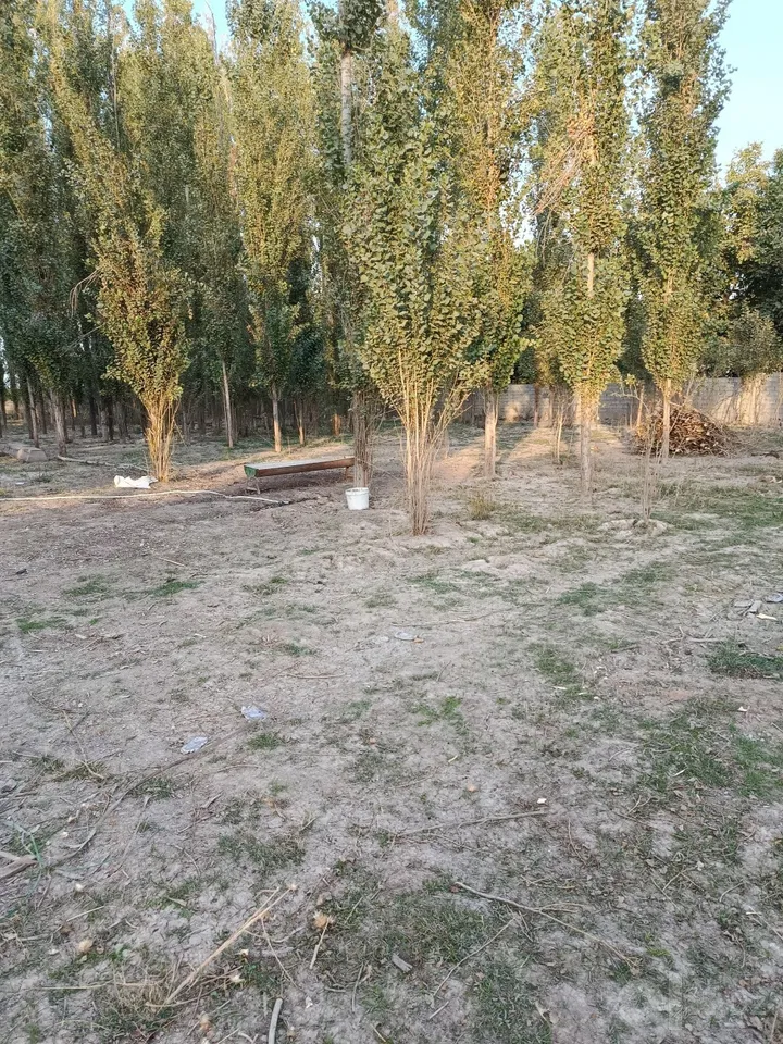 Tashkent City, Bektemir District