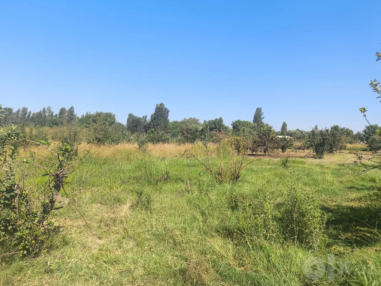 Tashkent Region