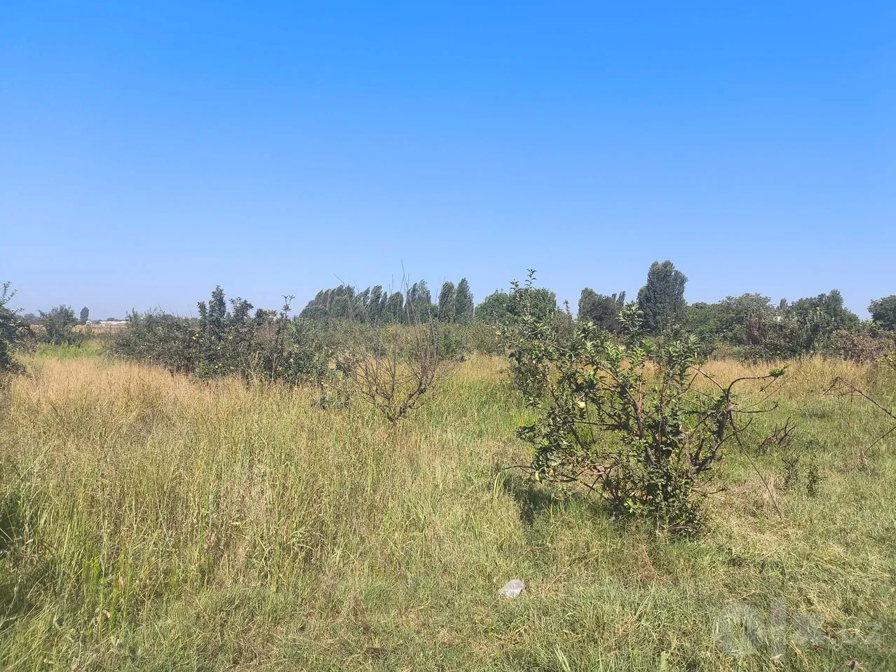 Tashkent Region