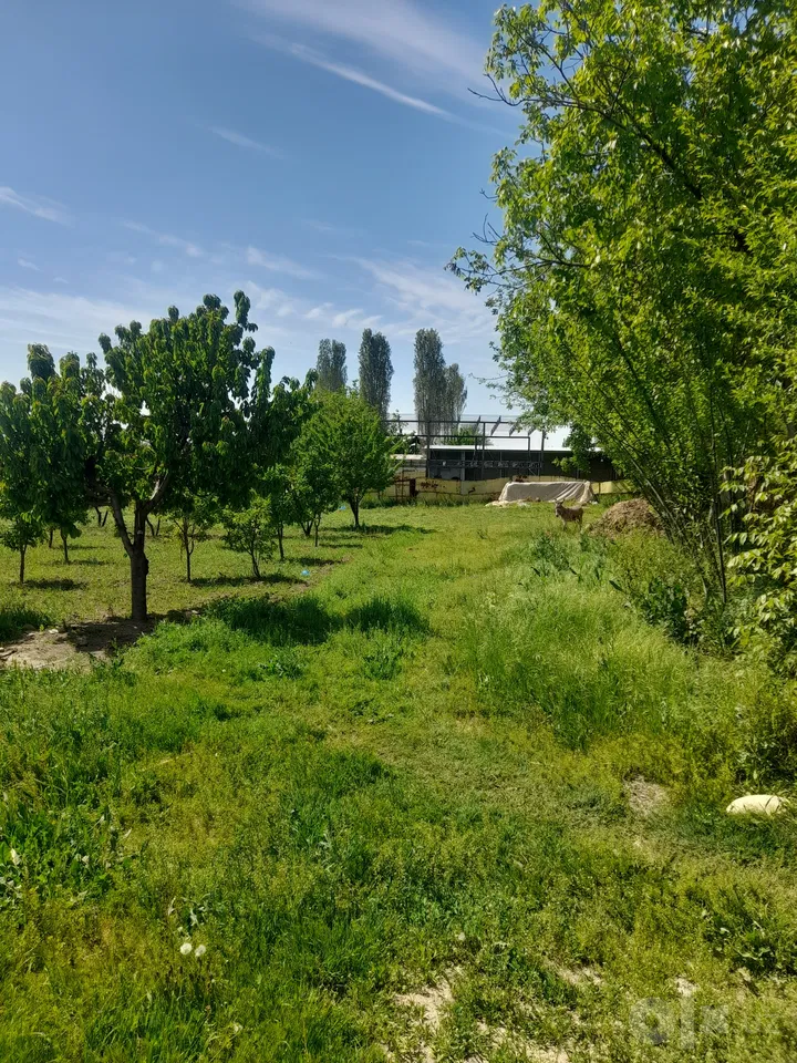 Tashkent Region