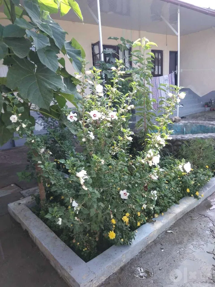Tashkent City, Olmazor District