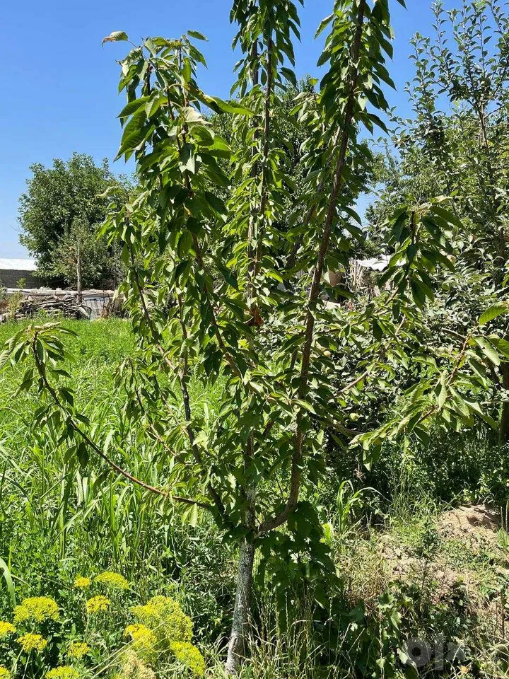 Tashkent Region, Qibray District
