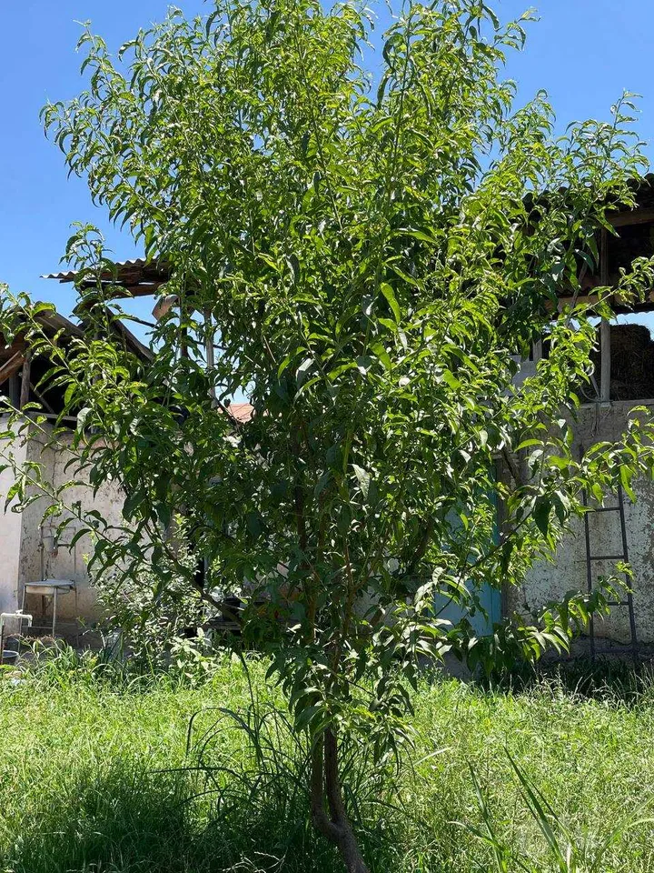 Tashkent Region, Qibray District