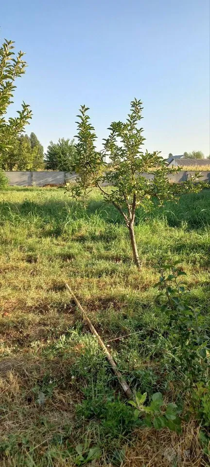 Tashkent Region, Nurafshon