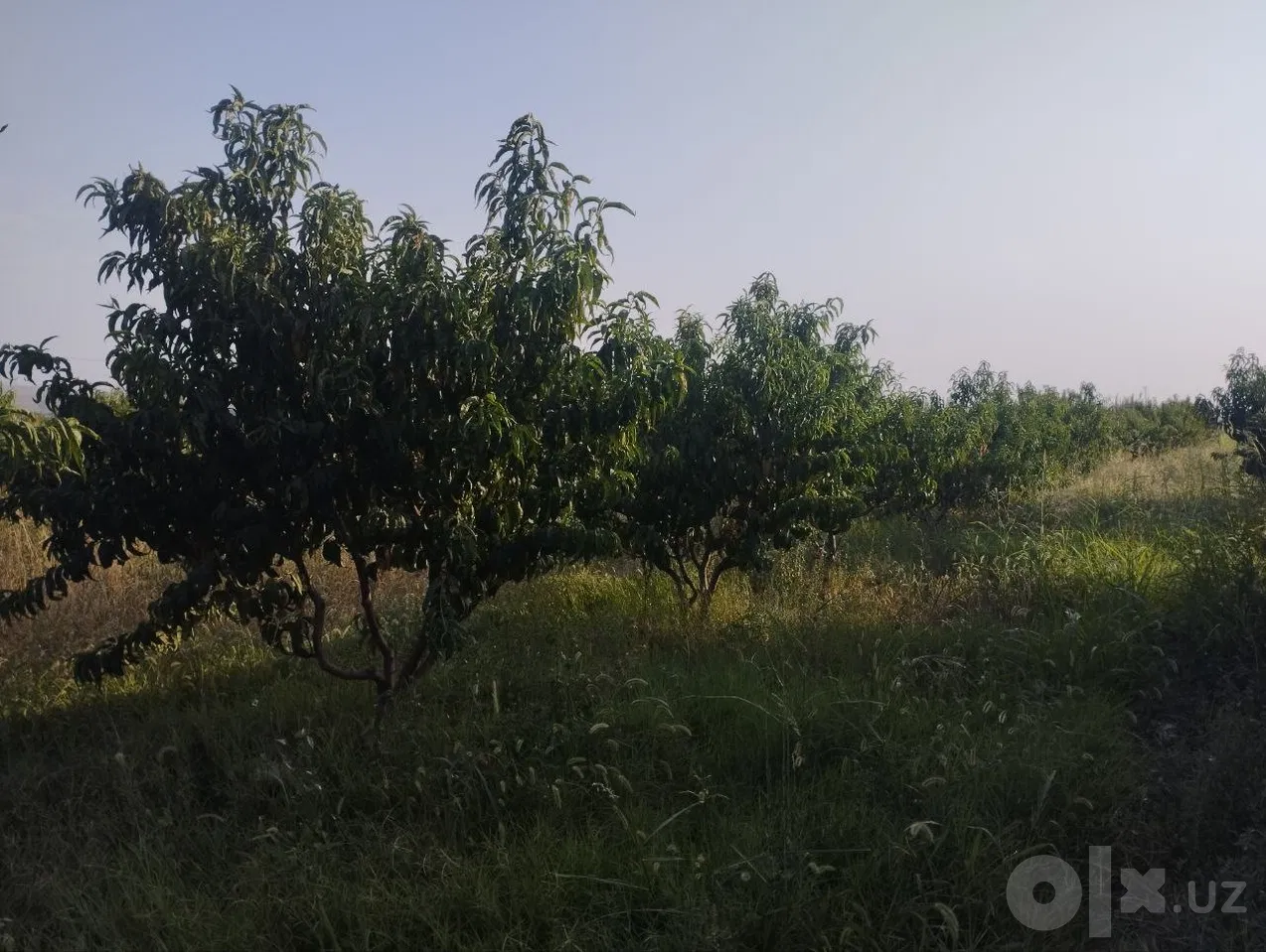 Fergana Region, Toshloq District