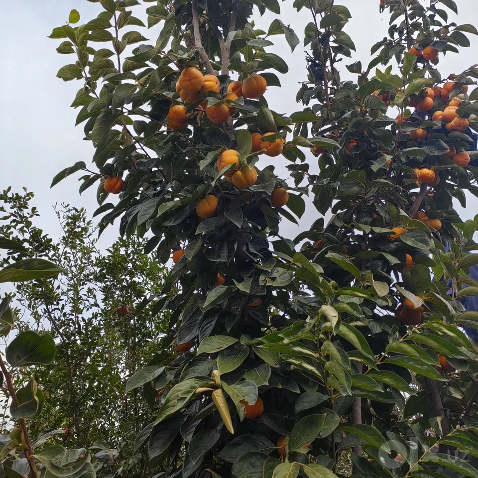 Tashkent Region, Chirchiq