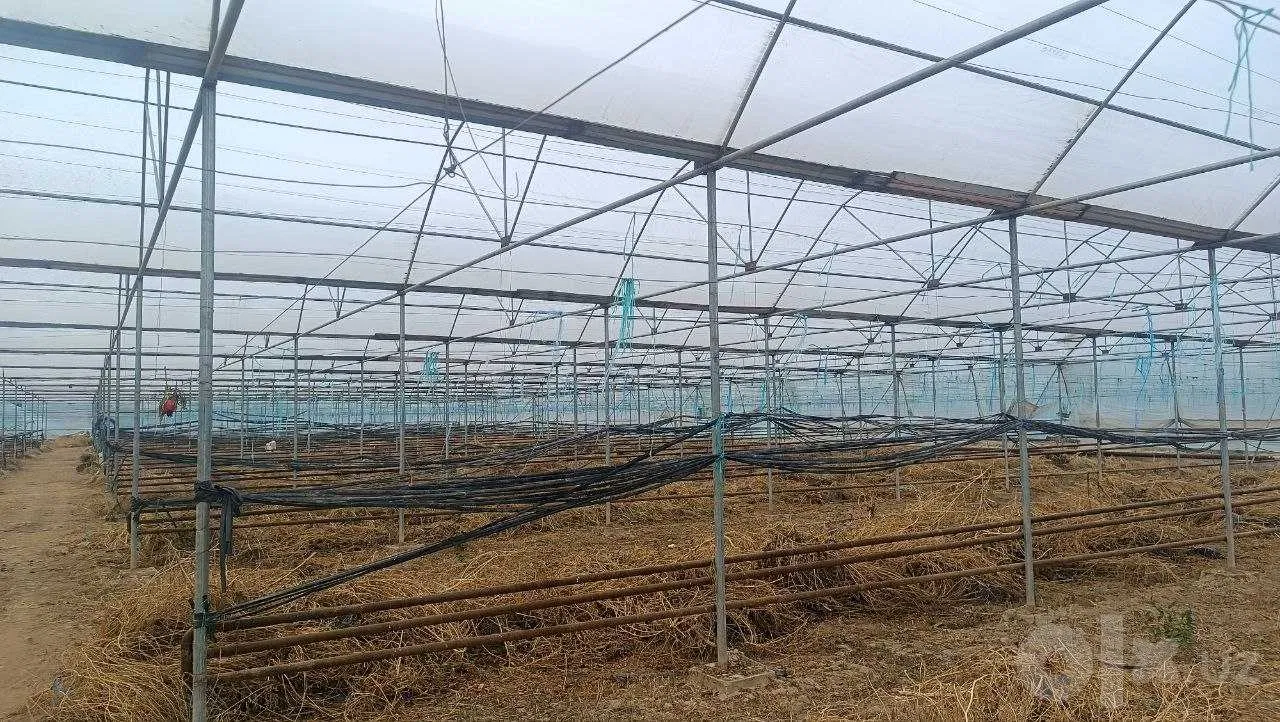 Syrdarya Region, Guliston