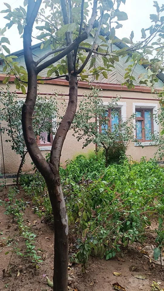 Tashkent Region, Bo'stonliq District