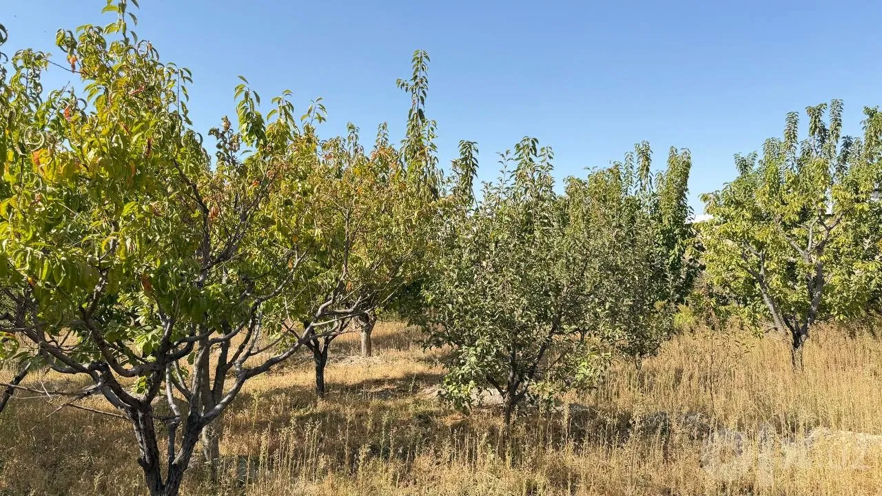 Samarkand Region, Samarkand