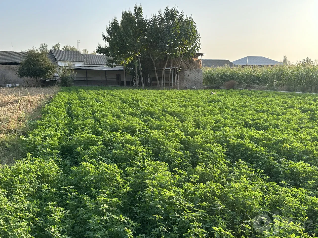 Tashkent Region, Nurafshon