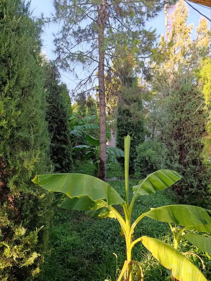 Tashkent City, Bektemir District