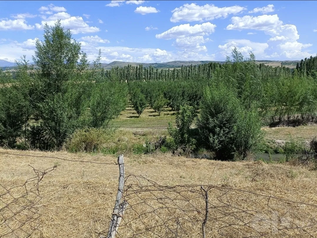 Tashkent Region