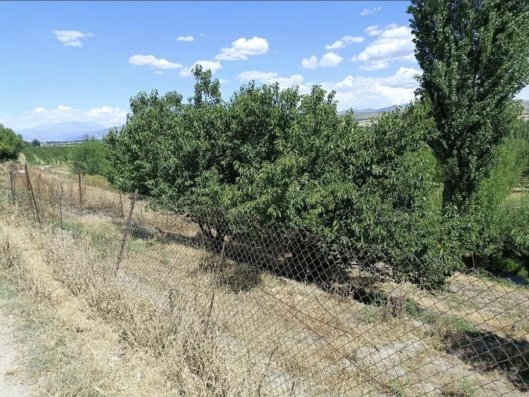 Tashkent Region