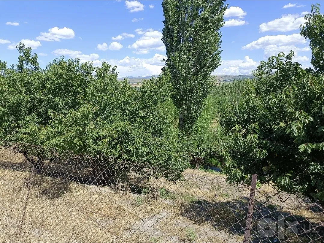 Tashkent Region
