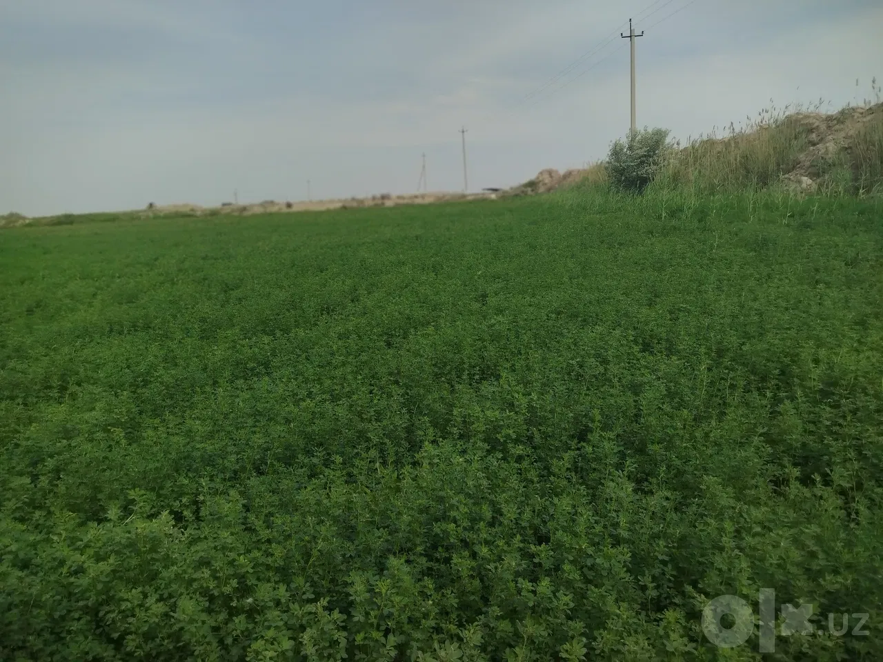 Bukhara Region, Kogon